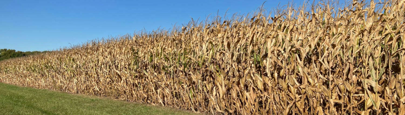 A corn field